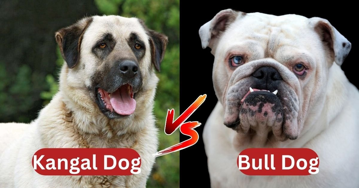 Kangal Dog Vs Bulldog