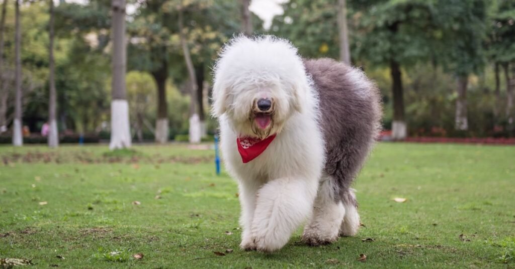 Old English Sheepdog-Long Hair Dog Breeds In The World