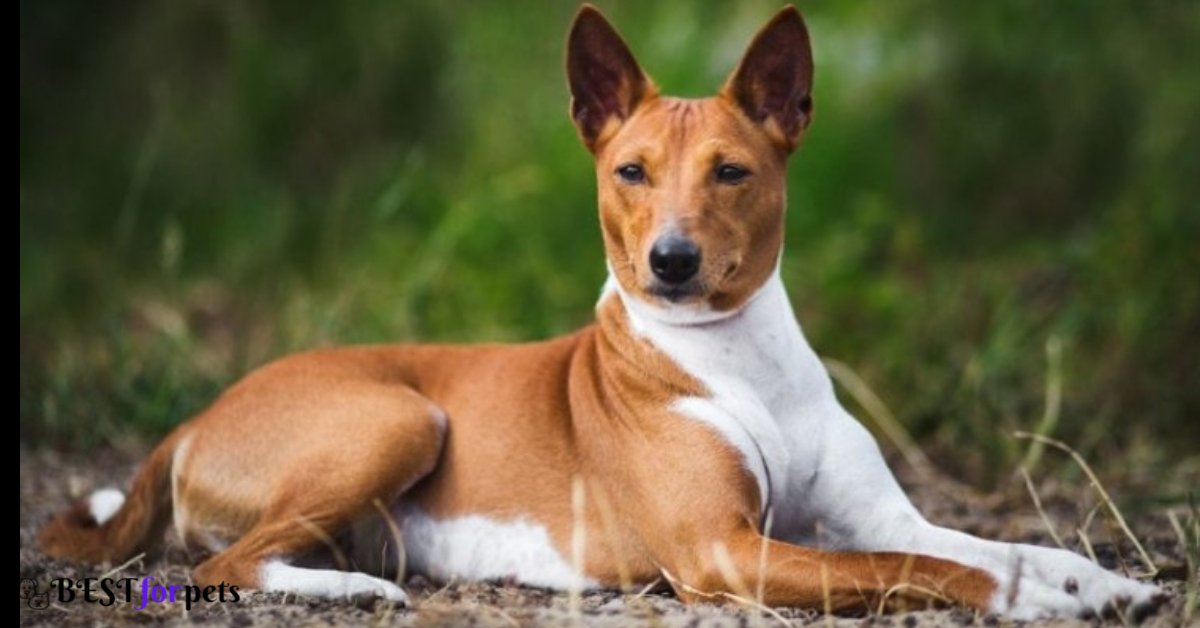 Basenji- Low Barking Dog Breeds In The World