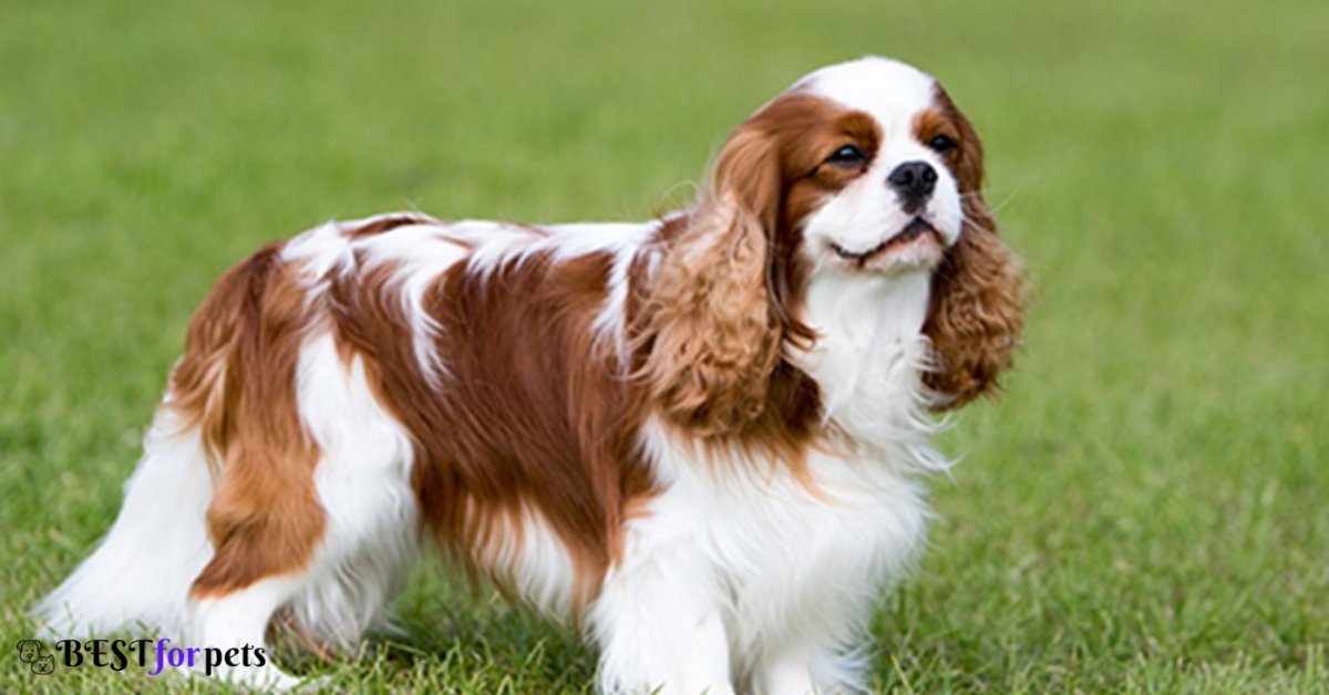 Cavalier King Charles Spaniel- Low Barking Dog Breeds In The World
