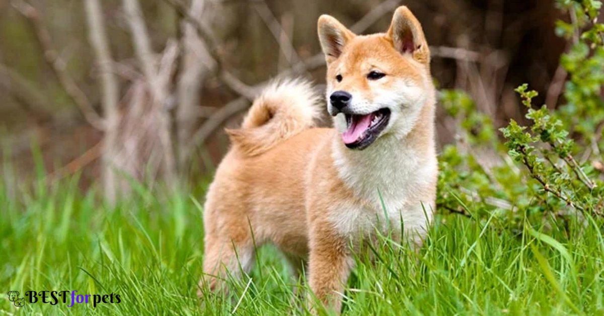 Shiba Inu- Low Barking Dog Breeds In The World
