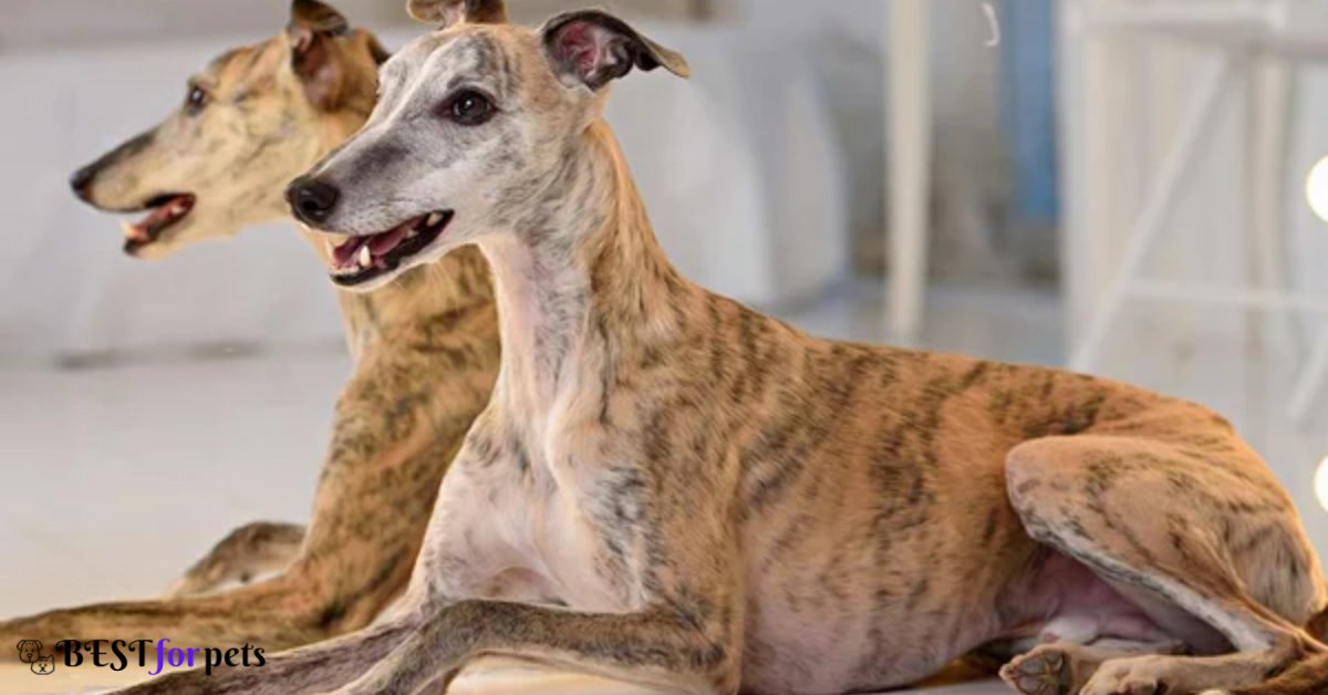 Whippet- Low Barking Dog Breeds In The World