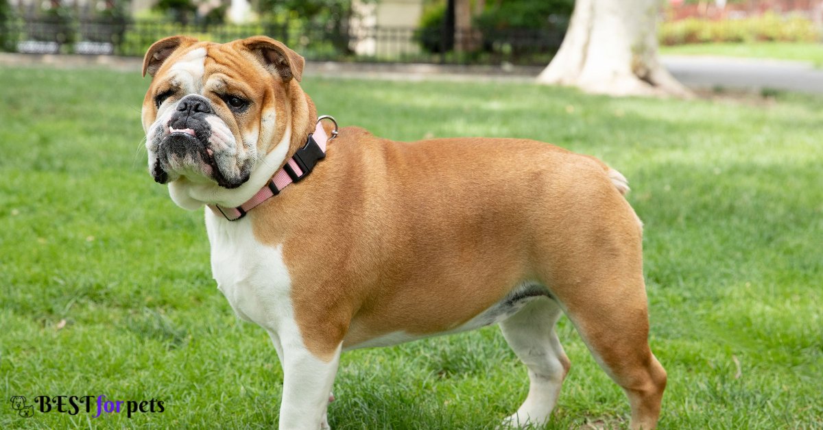 Bulldog- Low Barking Dog Breeds In The World