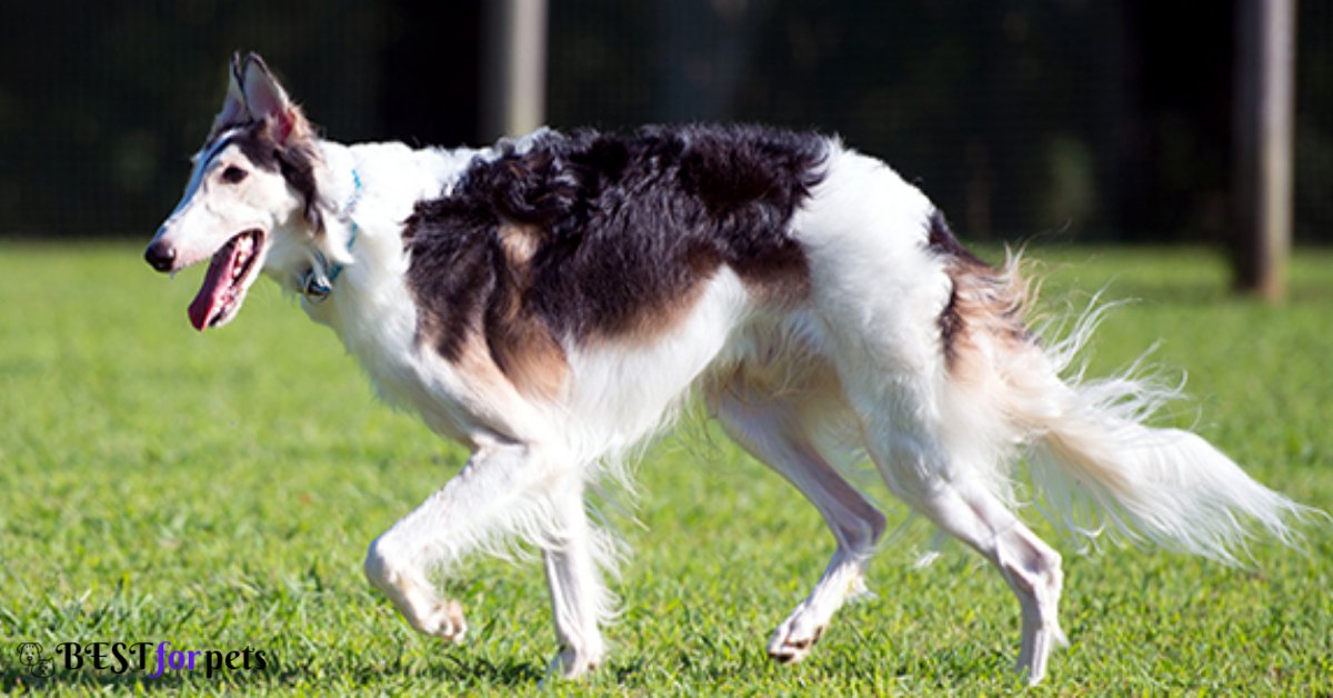 Borzoi- Low Barking Dog Breeds In The World