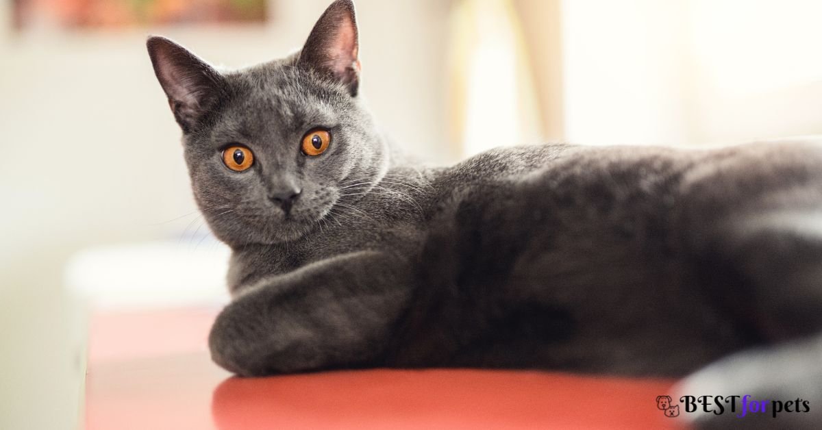 Chartreux - Low Maintenance Cat Breed