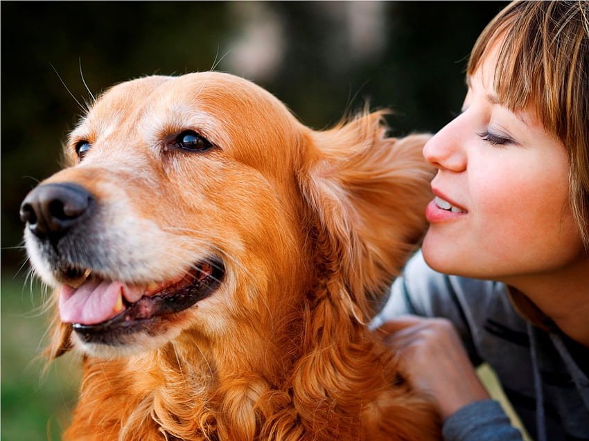 Most Affectionate Dog Breeds In The World