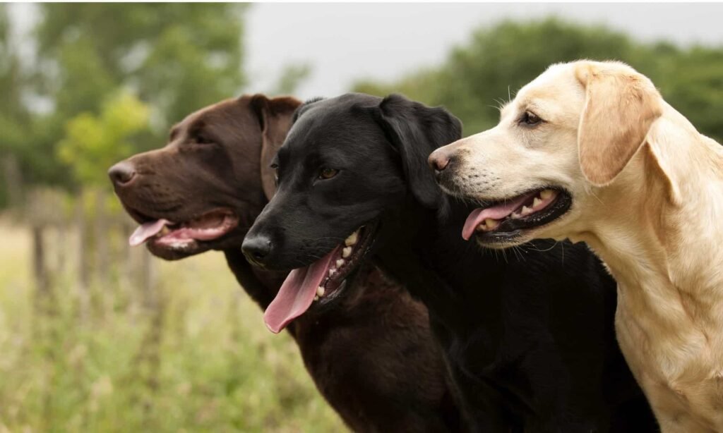 Labrador Retriever- Most Affectionate Dog Breed In The World