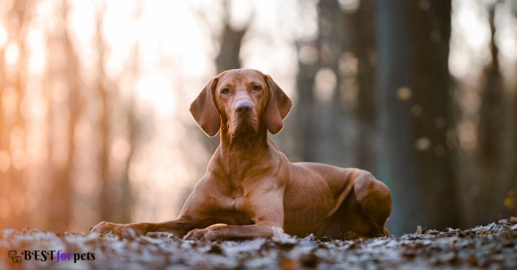 Vizsla Dog- Most Affectionate Dog Breed In The World