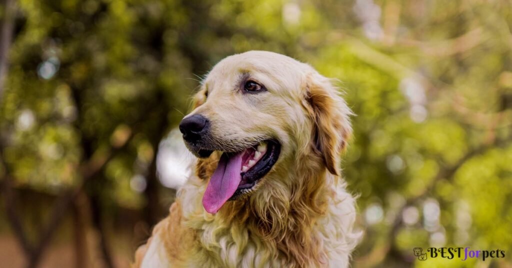 Golden Retriever - Most Affectionate Dog Breed In The World