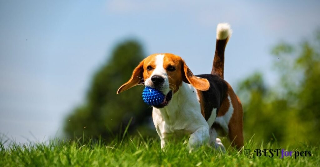 Beagle- Most Affectionate Dog Breed In The World