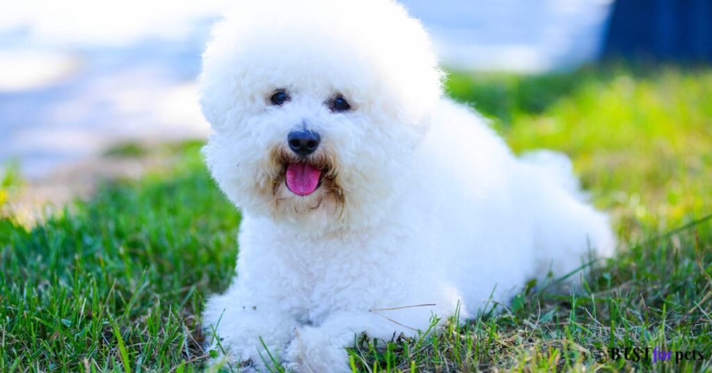 Bichon Frise- Most Affectionate Dog Breed In The World