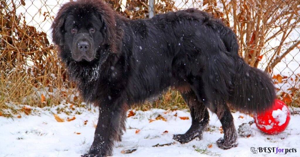 Newfoundland - Most Affectionate Dog Breed In The World