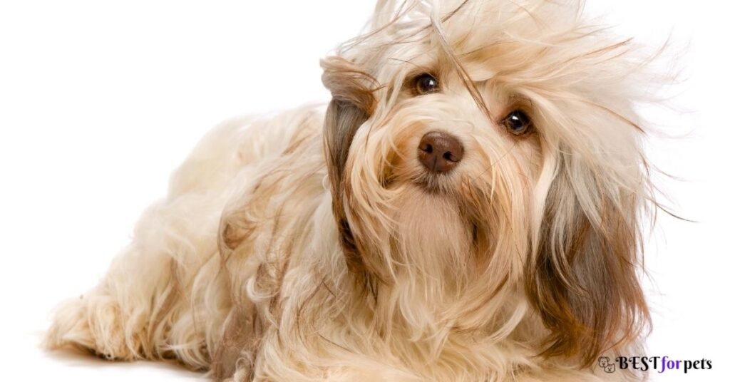Havanese - Most Affectionate Dog Breed In The World