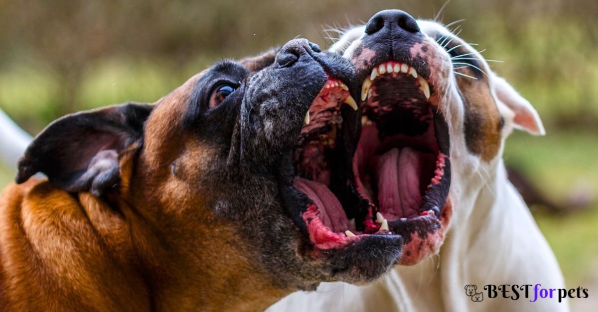 Most Barking Dog Breeds In The World