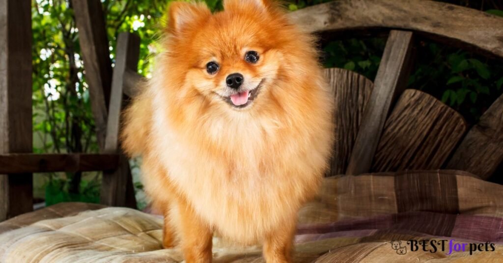 Pomeranian- Most Barking Dog Breed In The World