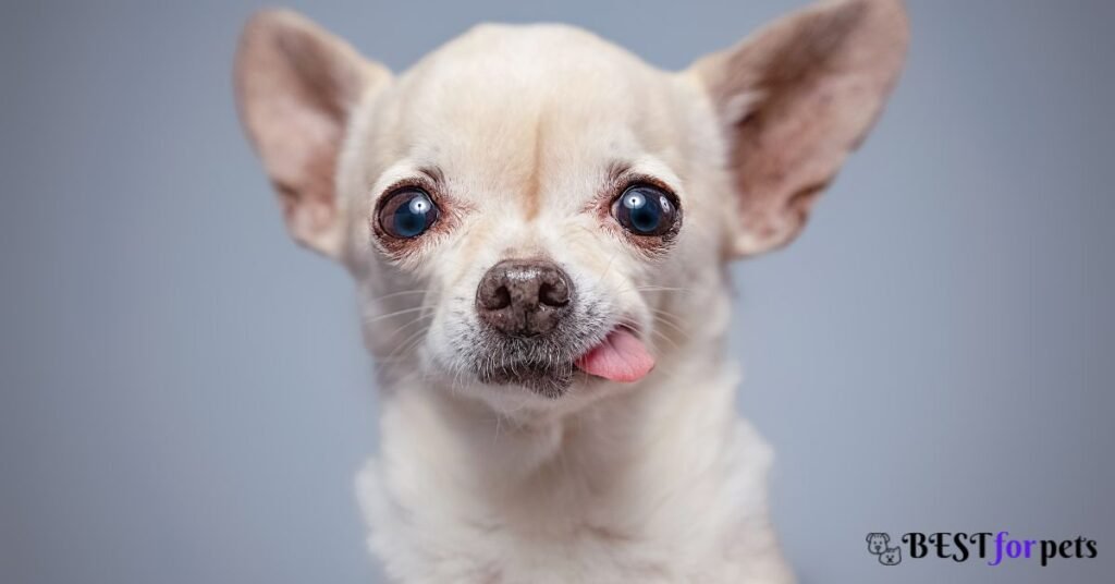 Chihuahua - Most Barking Dog Breed In The World