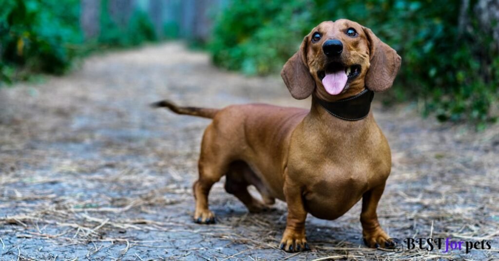 Dachshund- Most Barking Dog Breed In The World
