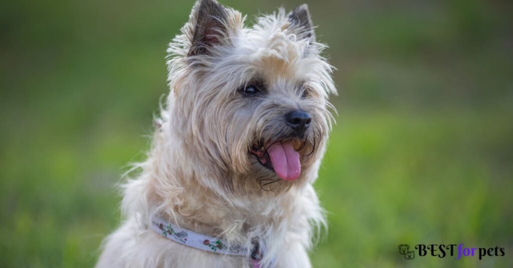Cairn Terrier - Most Barking Dog Breed In The World