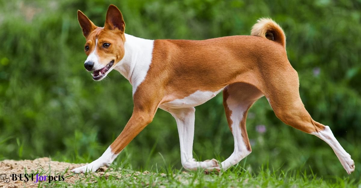 Basenji - Most Curious Dog Breed