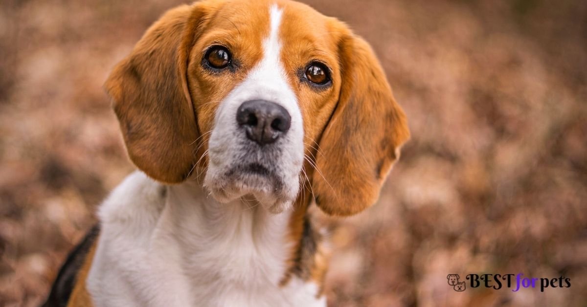 Beagle- Most Curious Dog Breed