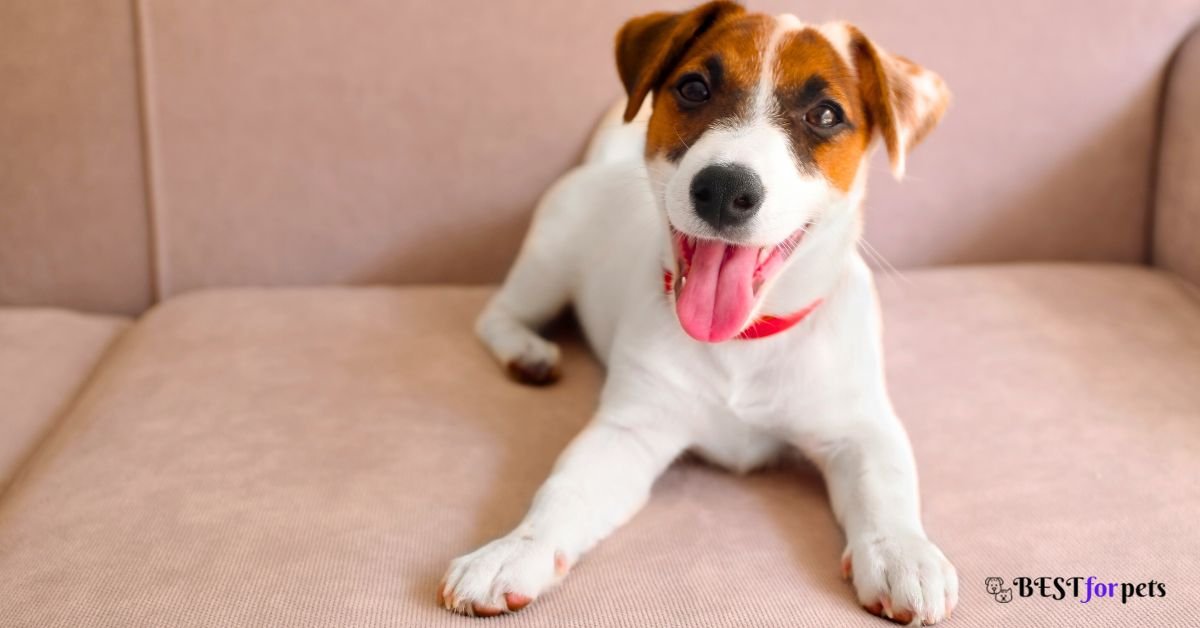 Jack Russell Terrier- Most Curious Dog Breed