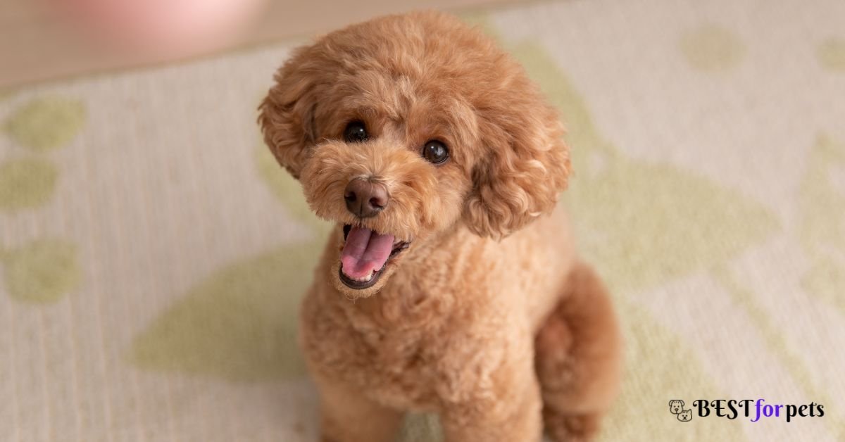 Poodle - Most Curious Dog Breed