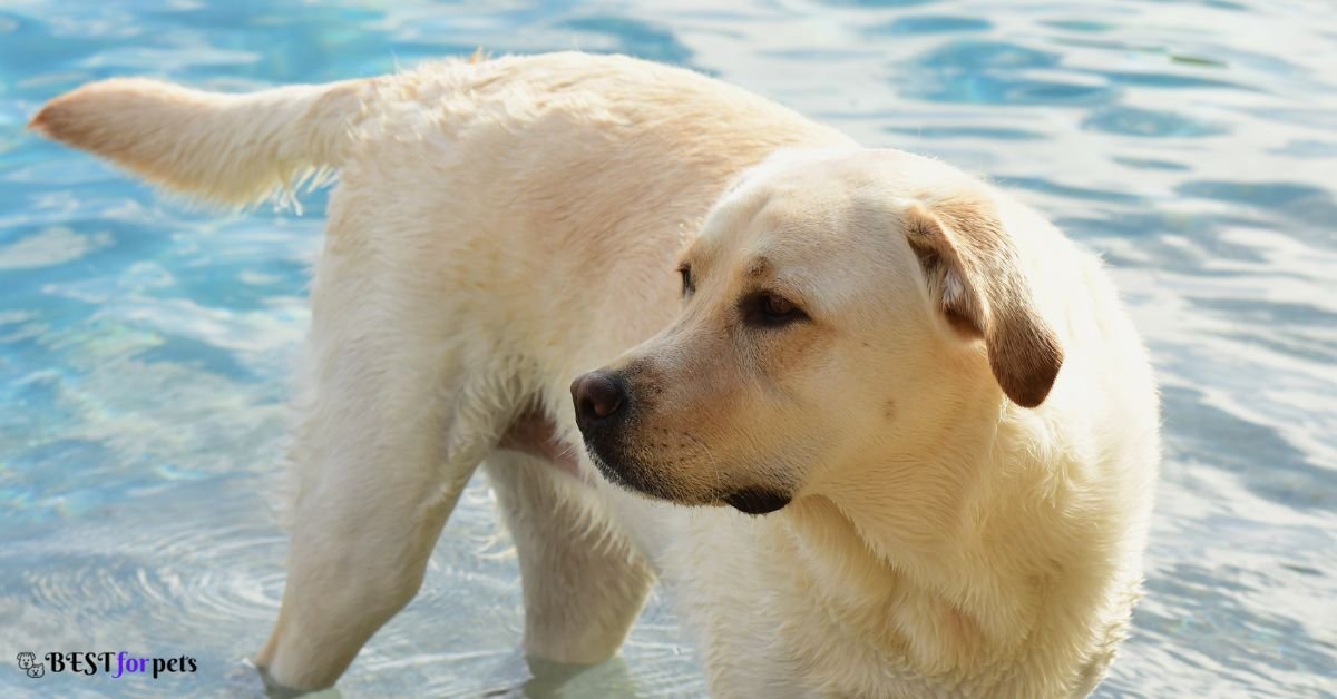 Labrador Retriever- Most Curious Dog Breed