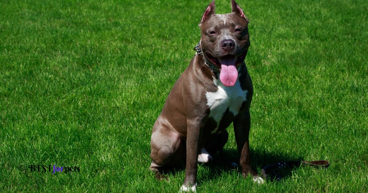  Pit Bull Terrier - Most Loyal Dog Breed In The World