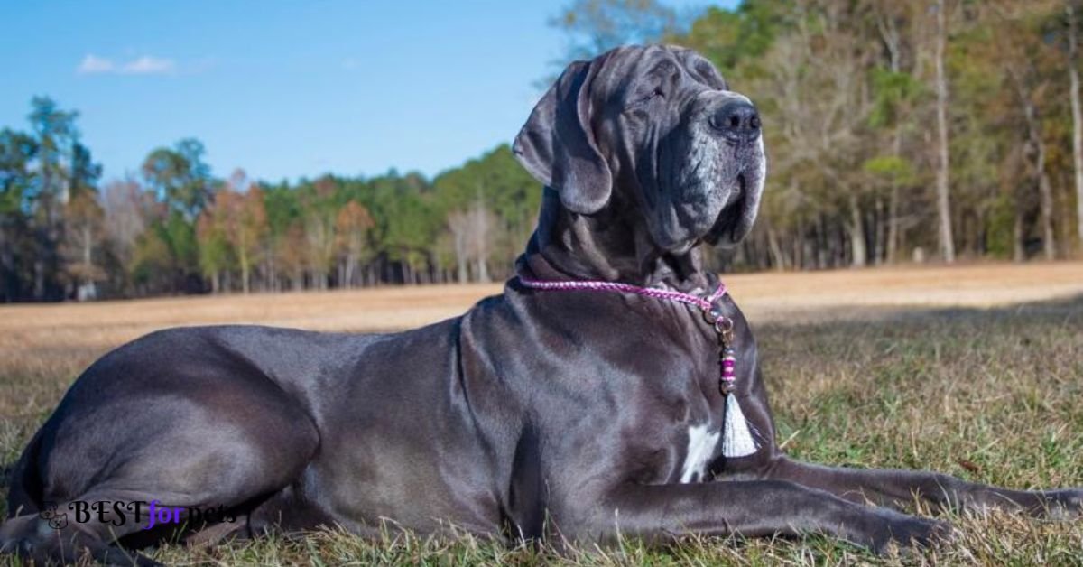  Great Dane- Most Loyal Dog Breed In The World