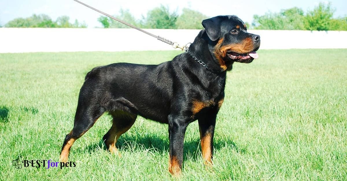 Rottweiler- Most Loyal Dog Breed In The World