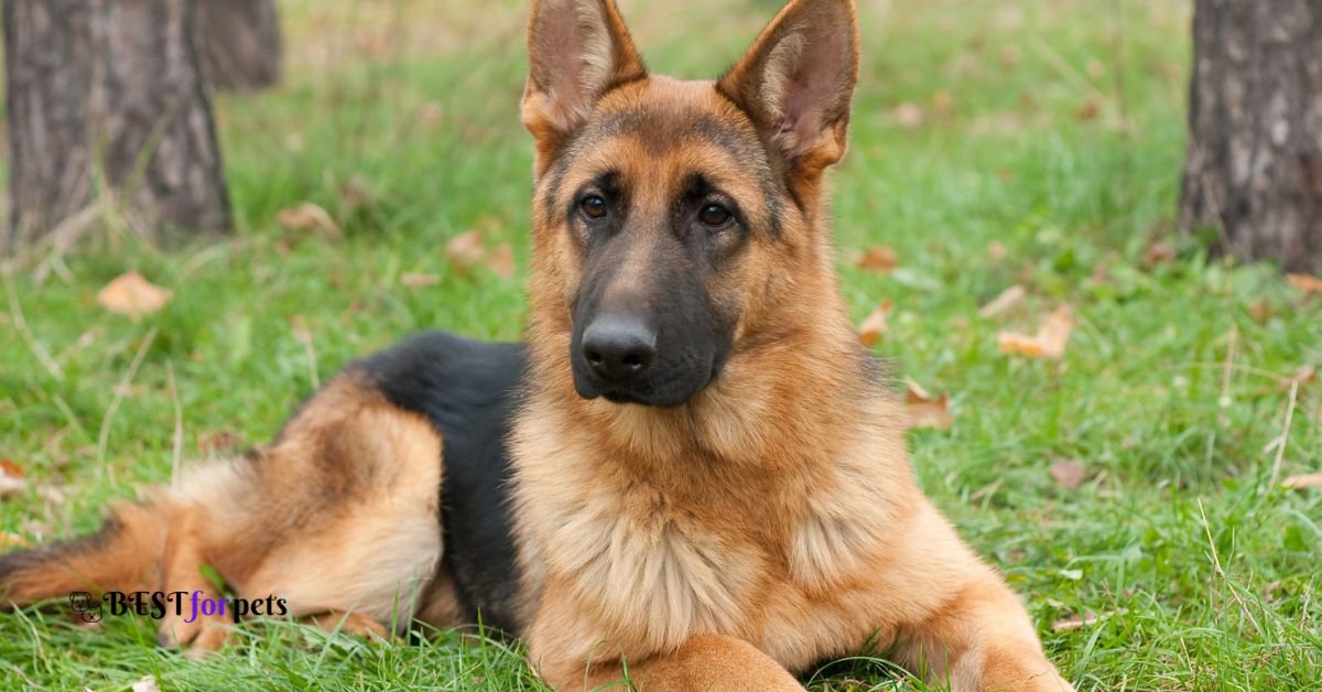German Shepherd- Most Loyal Dog Breed In The World