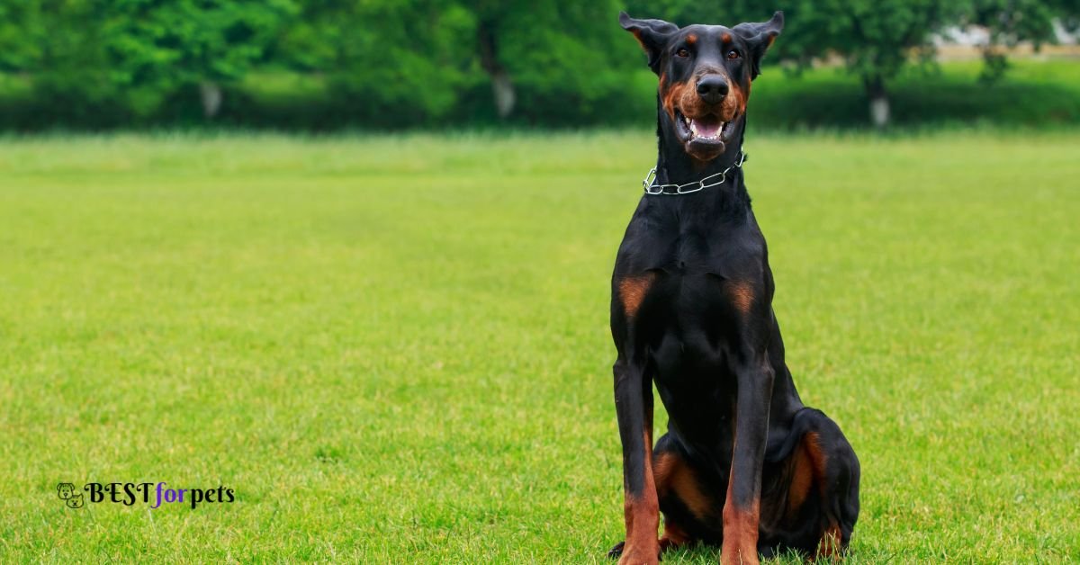 Doberman Pinscher- Most Loyal Dog Breed In The World