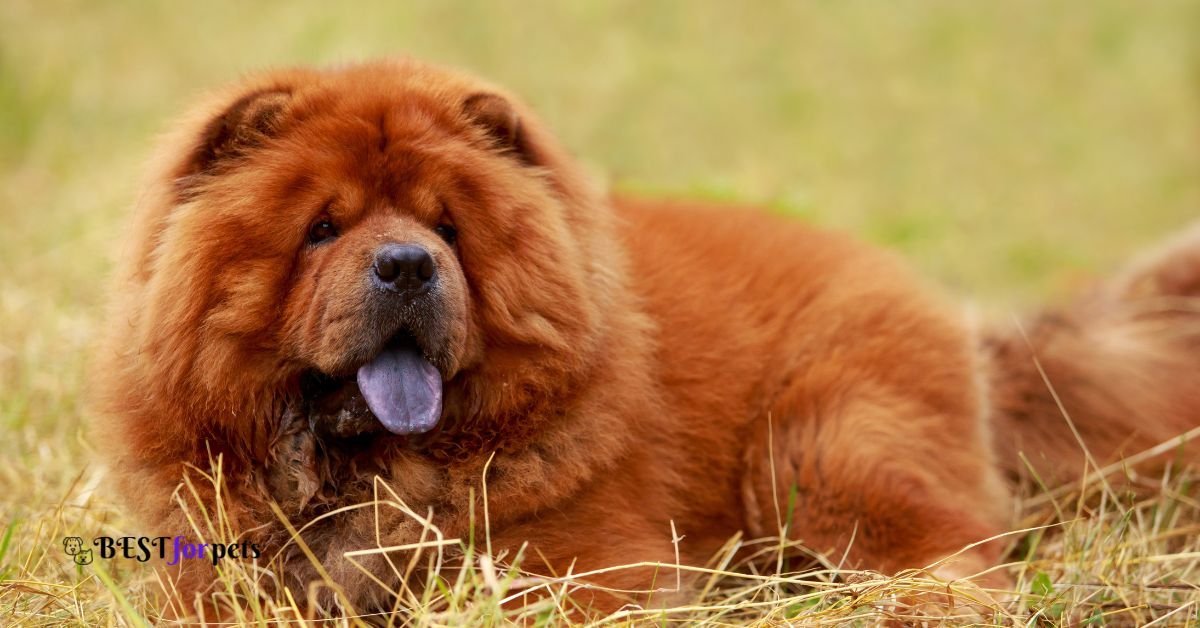 Chow Chow- Most Loyal Dog Breed In The World