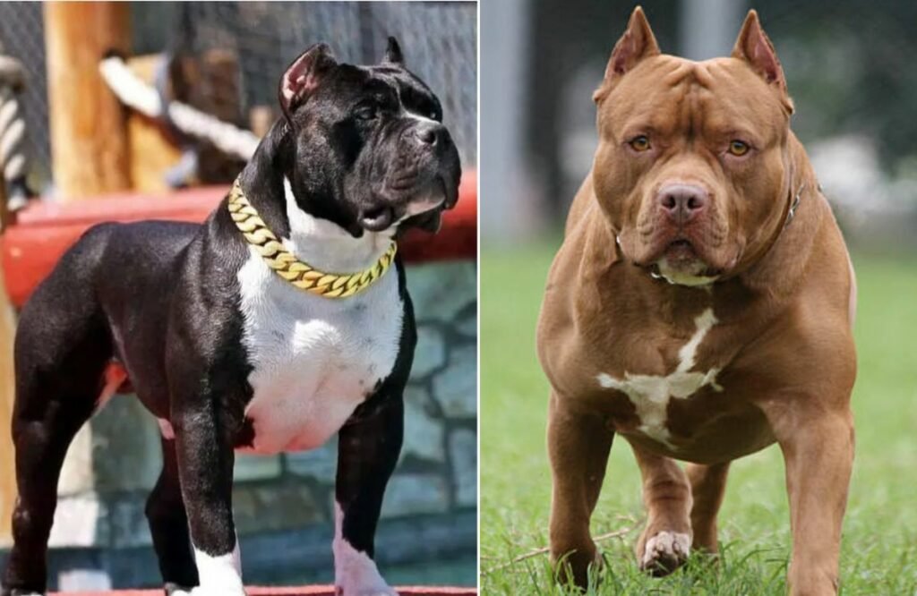 Most Dangerous Dogs In The World