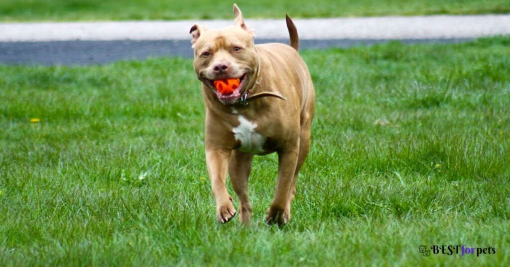Pit Bull Terrier - Most Dangerous Dog Breed