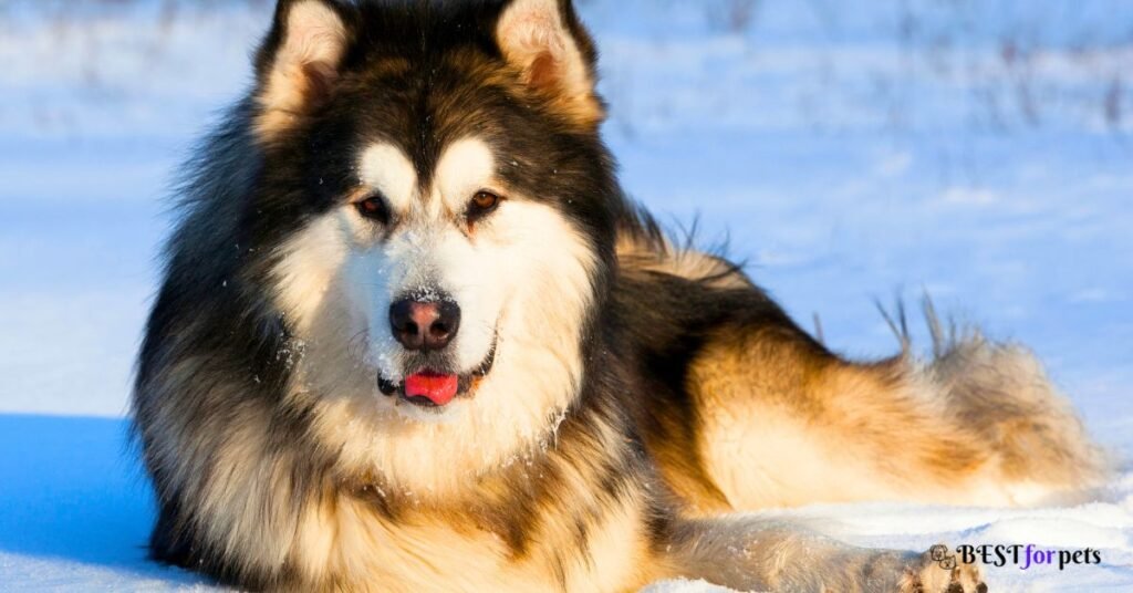 Alaskan Malamute- Most Dangerous Dog Breed