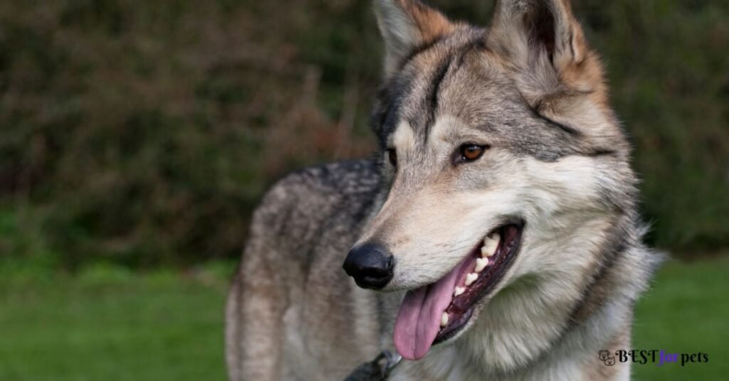 Wolf Hybrid- Most Dangerous Dog Breed