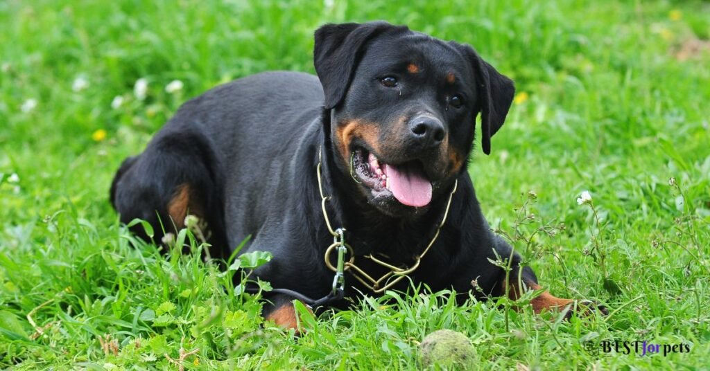 Rottweiler - Most Dangerous Dog Breed