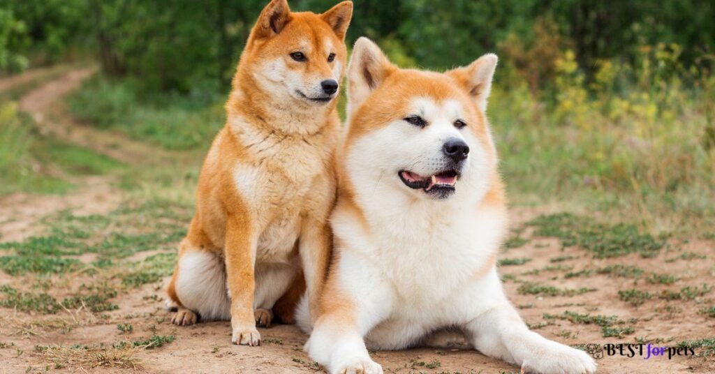 Akita Inu- Most Dangerous Dog Breed