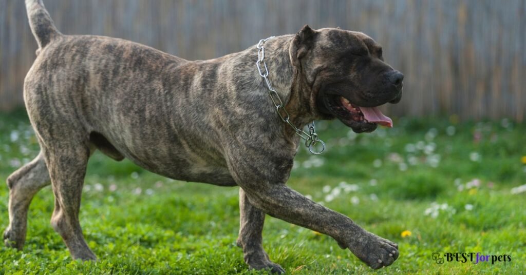 Presa Canario - Most Dangerous Dog Breed