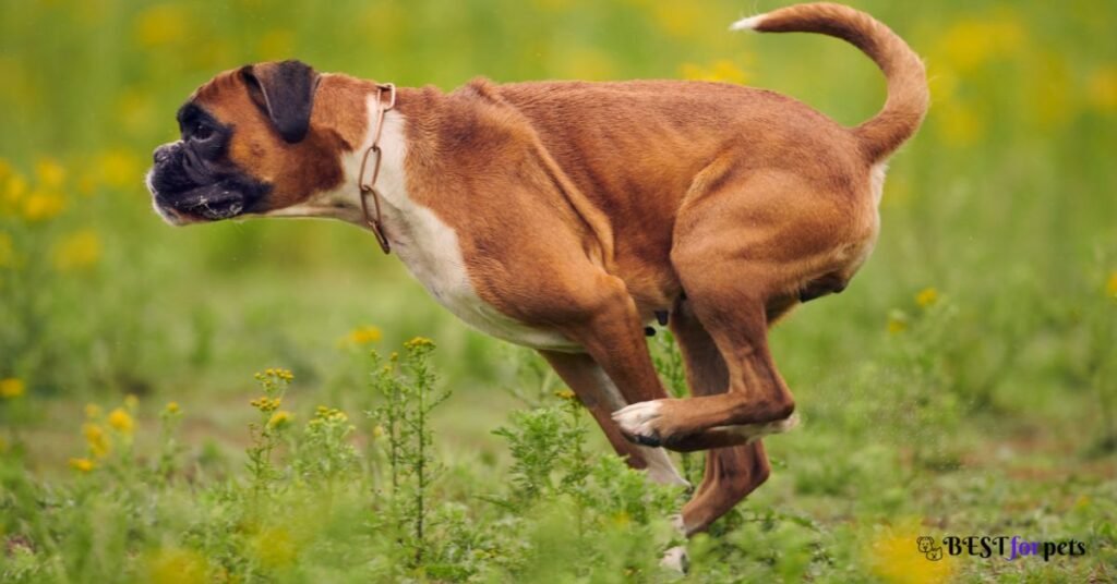 Boxer dog- Most Dangerous Dog Breed
