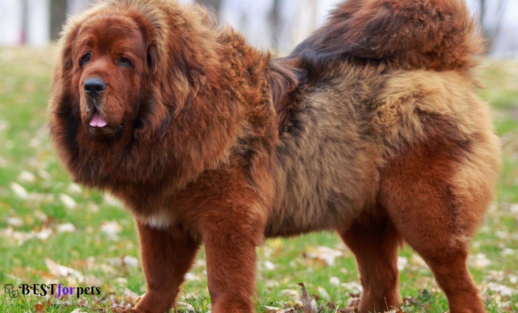 Tibetan Mastiff- Most Expensive Dog Breeds In The World