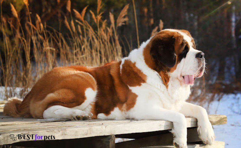 Saint Bernard- Most Expensive Dog Breeds In The World
