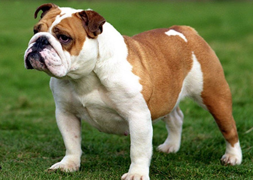 English Bulldog- Most Expensive Dog Breeds In The World