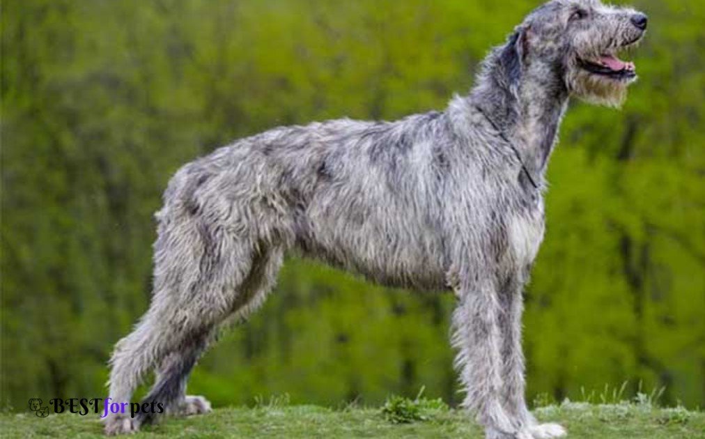 Irish Wolfhound- Most Expensive Dog Breeds In The World