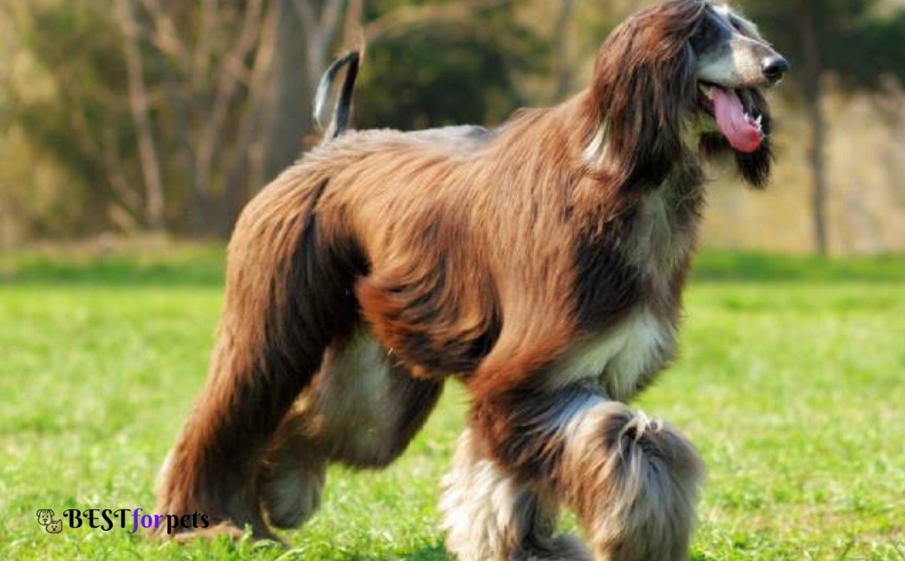Afghan Hound- Most Expensive Dog Breeds In The World