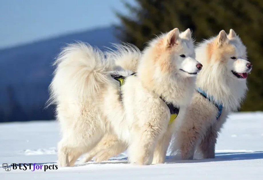 Samoyed- Most Expensive Dog Breeds In The World