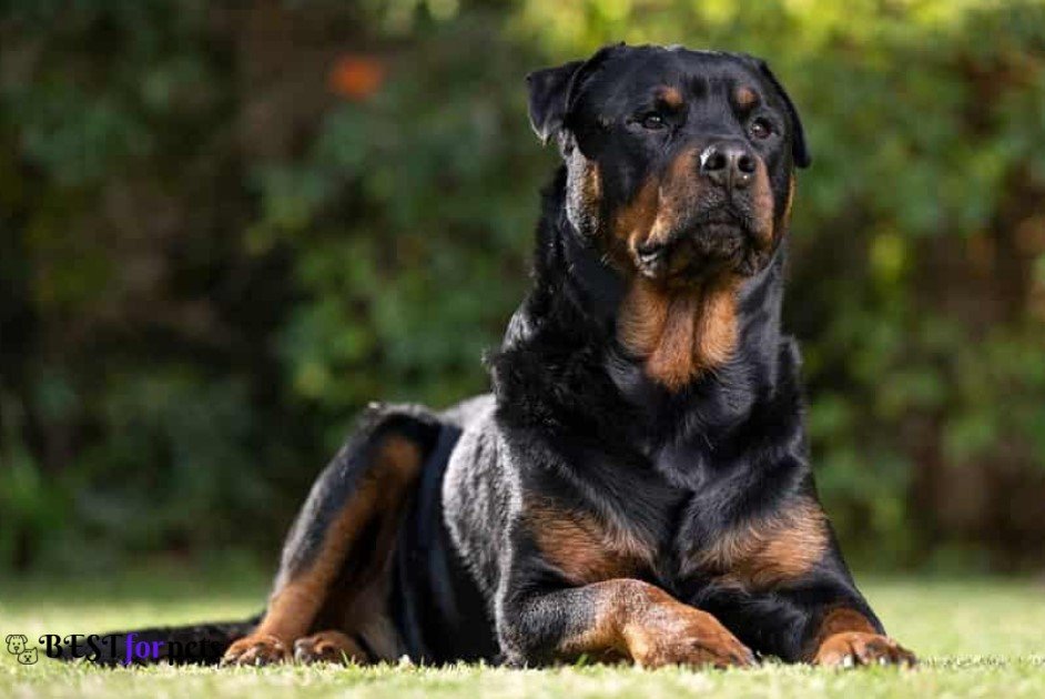 Rottweiler- Most Expensive Dog Breeds In The World