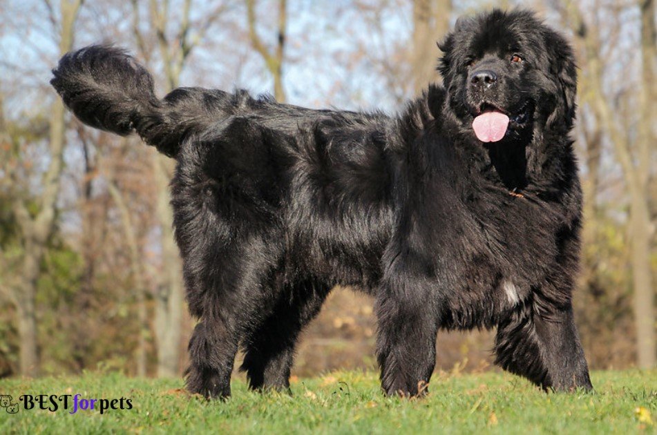 Newfoundland dog - Most Expensive Dog Breeds In The World