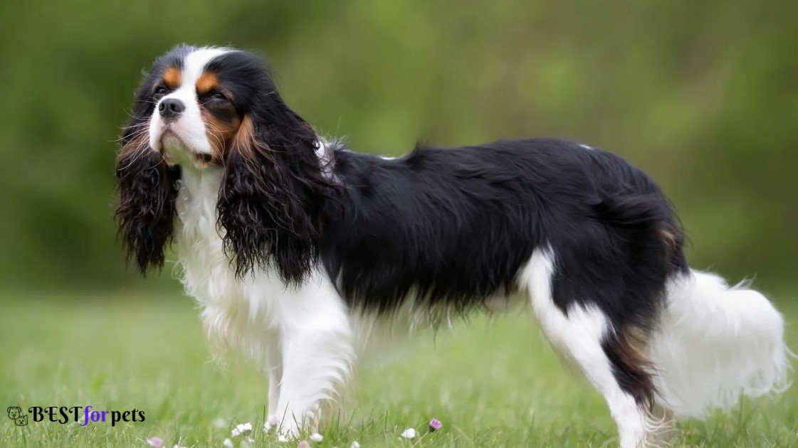 Cavalier King Charles Spaniel- Most Expensive Dog Breeds In The World